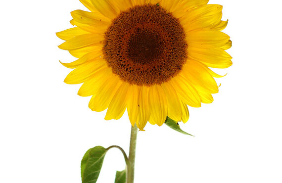 ターミナル期の体の変化とは　　　　　大分市のLuLuケア訪問看護ステーション